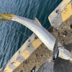 ギガカマス狙いで！